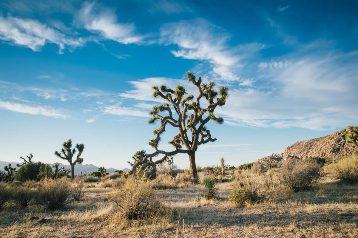 AutoCamp Joshua Tree